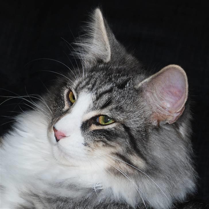 Norsk Skovkat Bucks Fizz billede 1