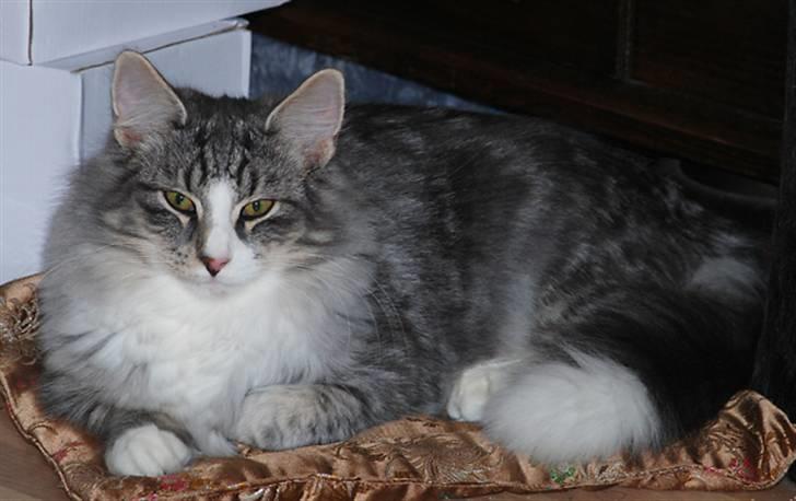 Norsk Skovkat Bucks Fizz billede 2