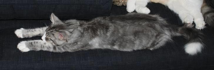 Norsk Skovkat Bucks Fizz billede 3