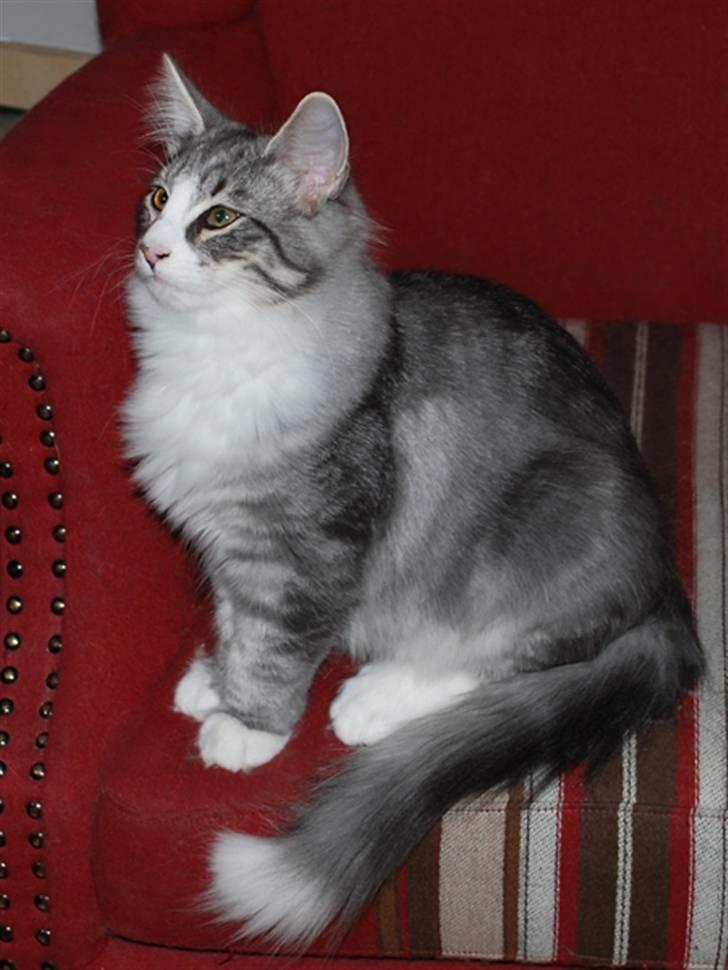 Norsk Skovkat Bucks Fizz billede 4