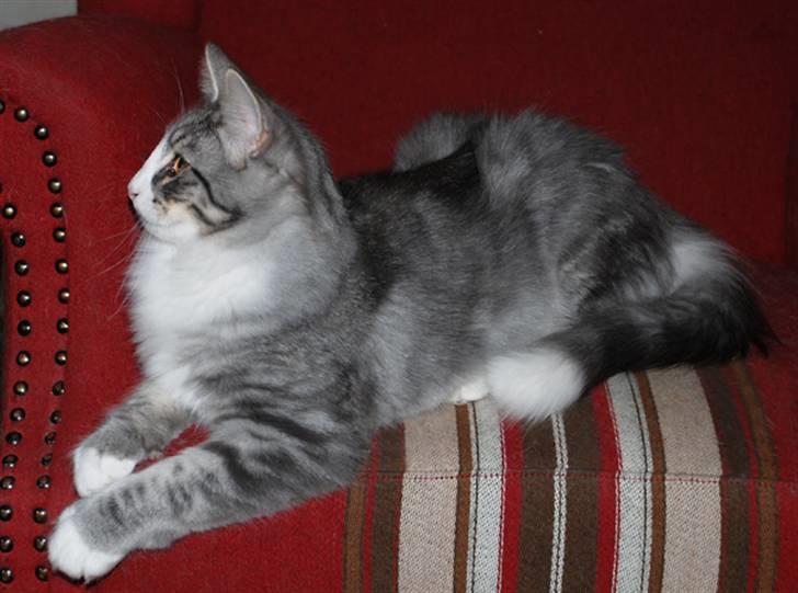 Norsk Skovkat Bucks Fizz billede 5