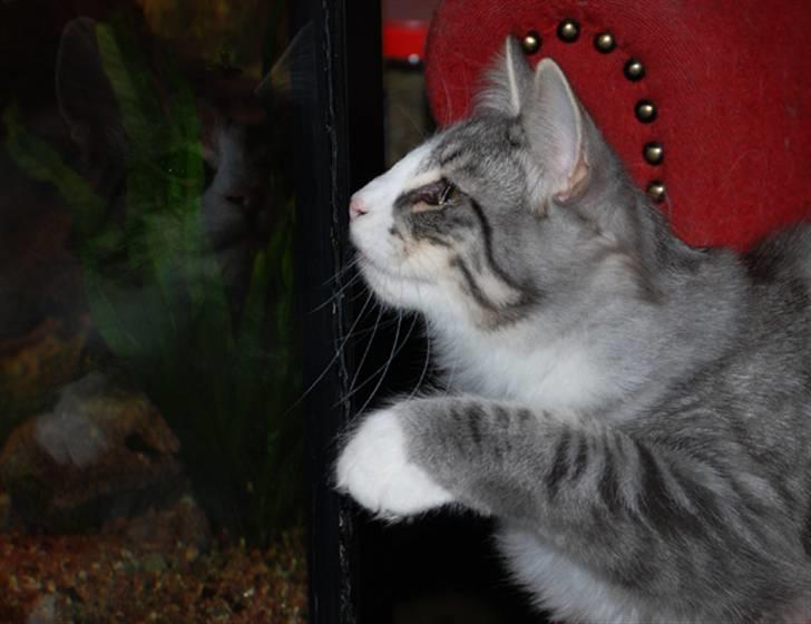 Norsk Skovkat Bucks Fizz billede 6