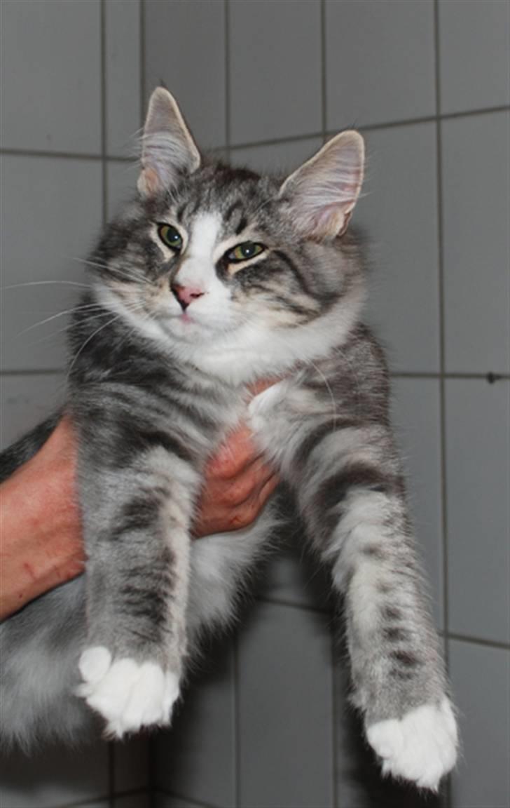 Norsk Skovkat Bucks Fizz billede 7