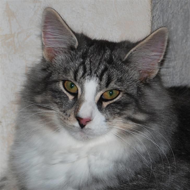 Norsk Skovkat Bucks Fizz billede 8