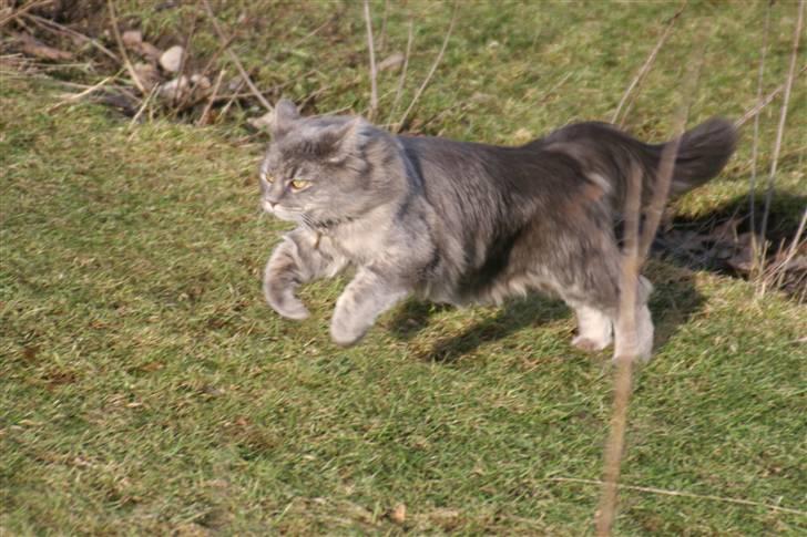 Maine Coon Will Turner billede 4