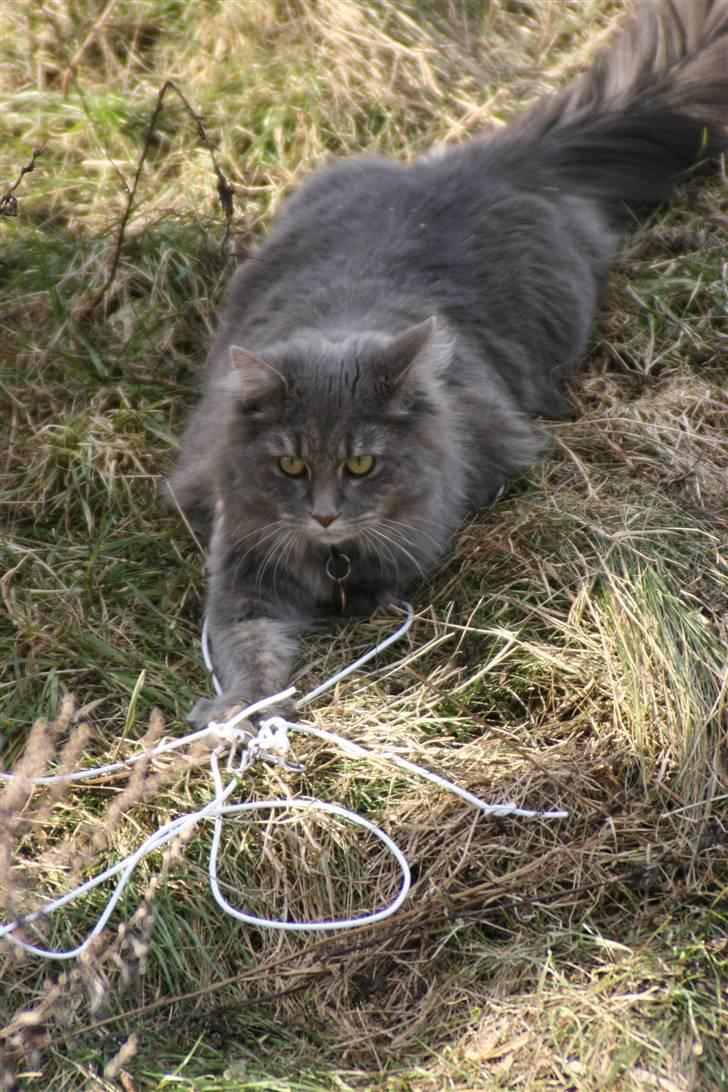 Maine Coon Will Turner billede 5