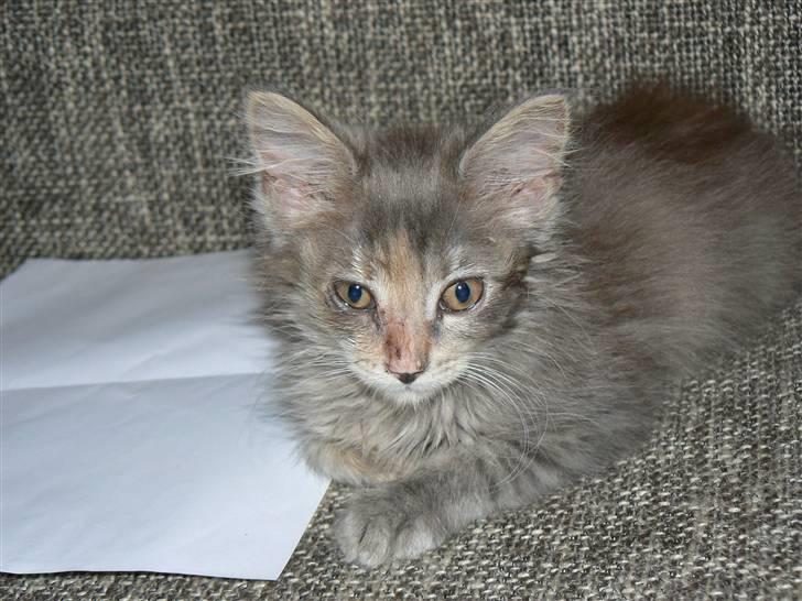 Maine Coon Misha - Misha 1. dag hos os billede 2