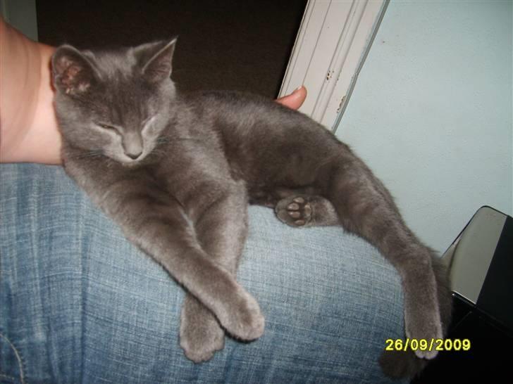 Huskat Balou ¨ Aflivet¨ billede 1