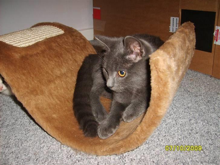 Huskat Balou ¨ Aflivet¨ billede 2