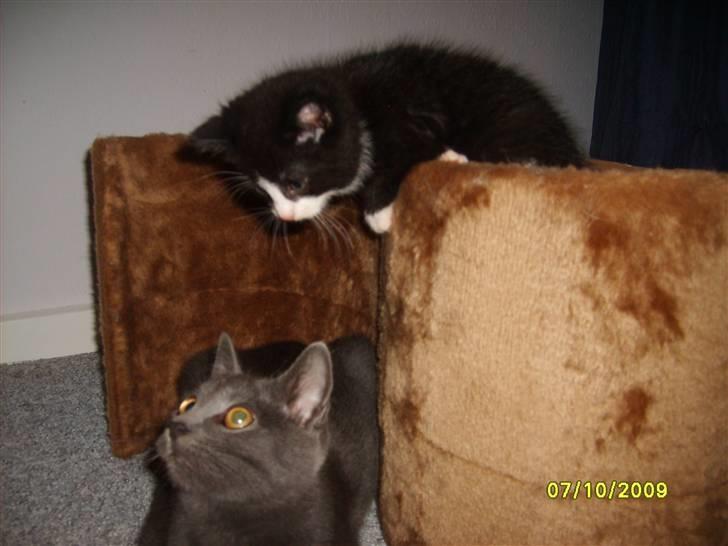 Huskat Balou ¨ Aflivet¨ billede 3