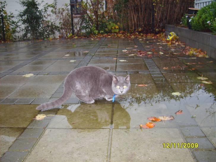 Huskat Balou ¨ Aflivet¨ billede 4