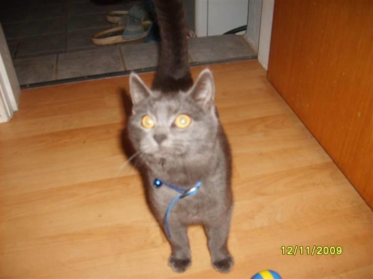 Huskat Balou ¨ Aflivet¨ billede 5