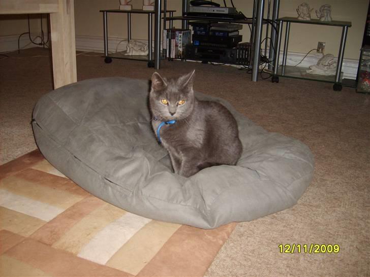 Huskat Balou ¨ Aflivet¨ billede 6