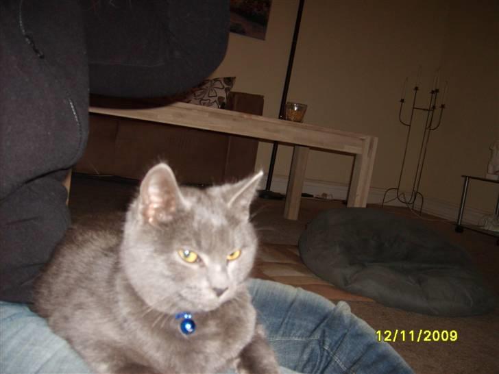 Huskat Balou ¨ Aflivet¨ billede 7