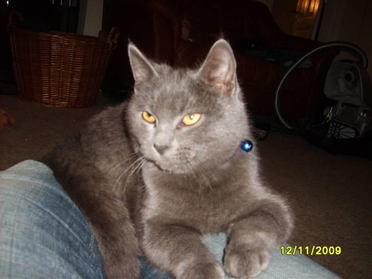 Huskat Balou ¨ Aflivet¨ billede 8