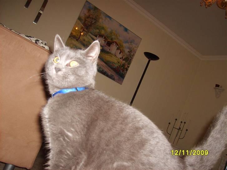 Huskat Balou ¨ Aflivet¨ billede 9