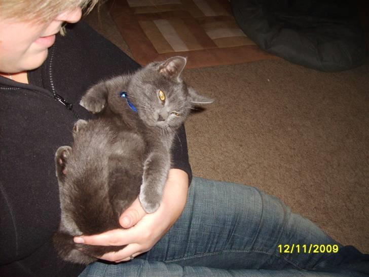 Huskat Balou ¨ Aflivet¨ billede 11