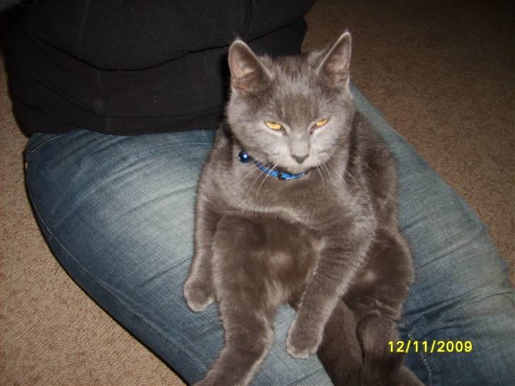 Huskat Balou ¨ Aflivet¨ billede 12