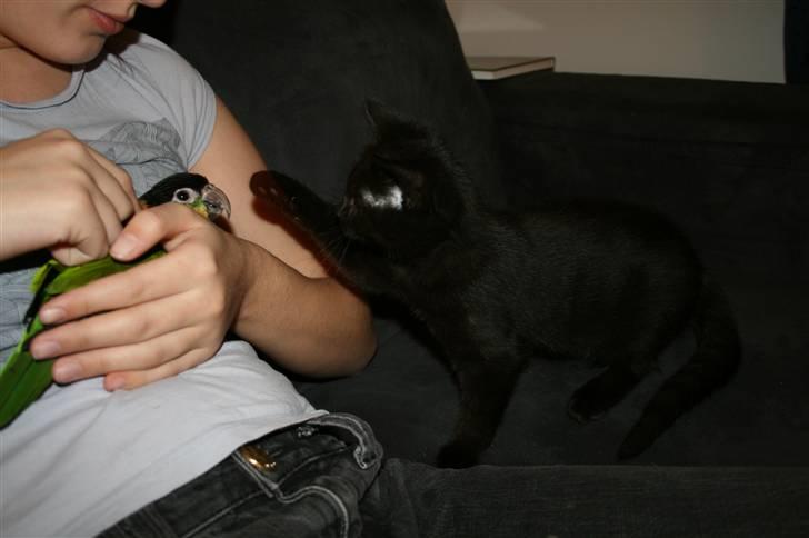 Huskat Nala billede 13