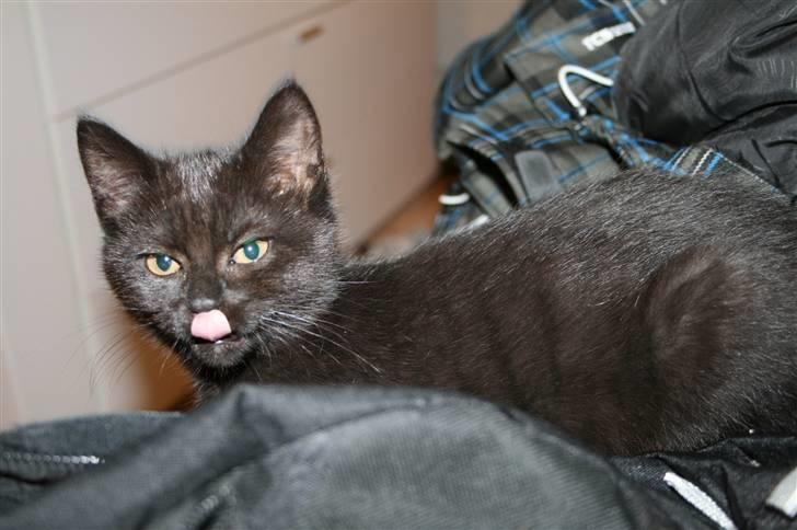 Huskat Nala billede 14