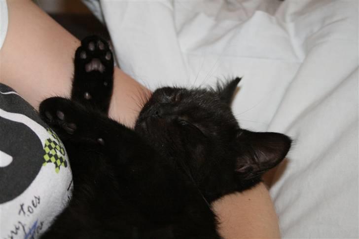 Huskat Nala billede 15