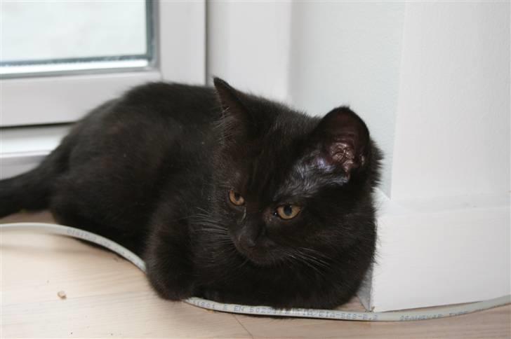 Huskat Nala billede 16