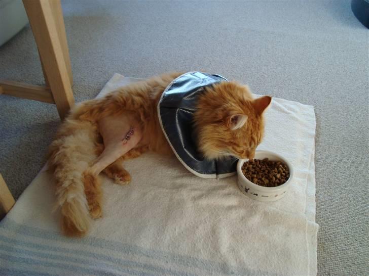 Blanding af racer Tyson <3 Sov sødt <3 - Lige hjemkommet fra klinikken efter operation af søm og skruer i brækket ben billede 11