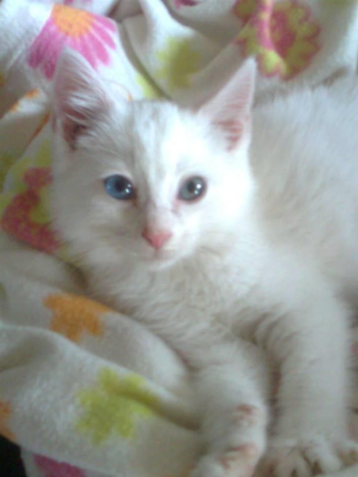 Blanding af racer Oliver - 2.... dejlige 2 farvede øjne :) :) billede 3