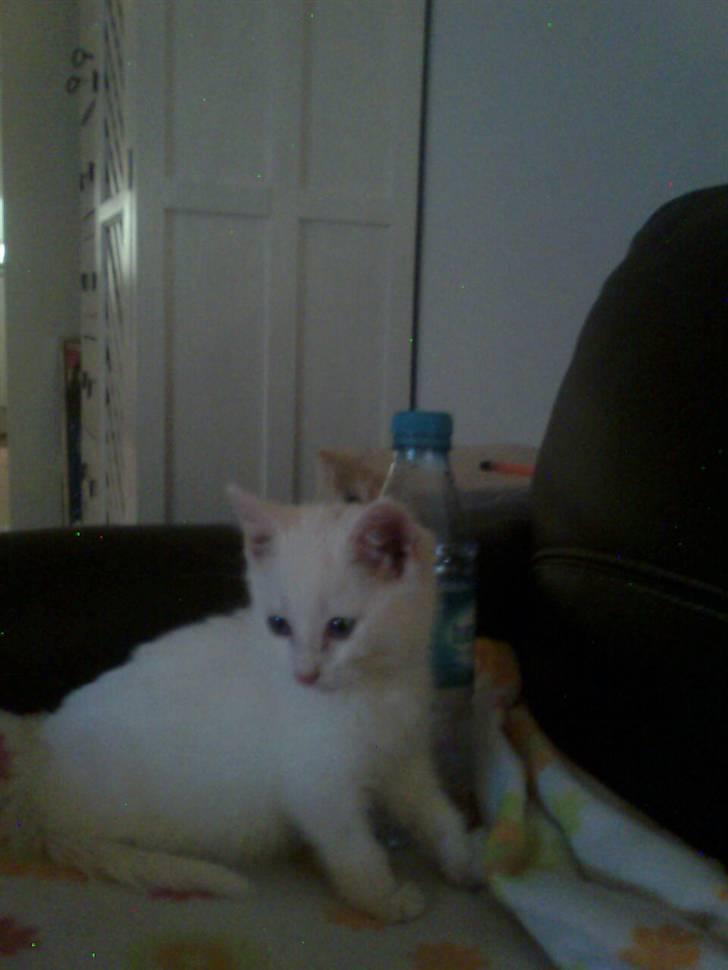 Blanding af racer Oliver - er  ikk så stor :) billede 4