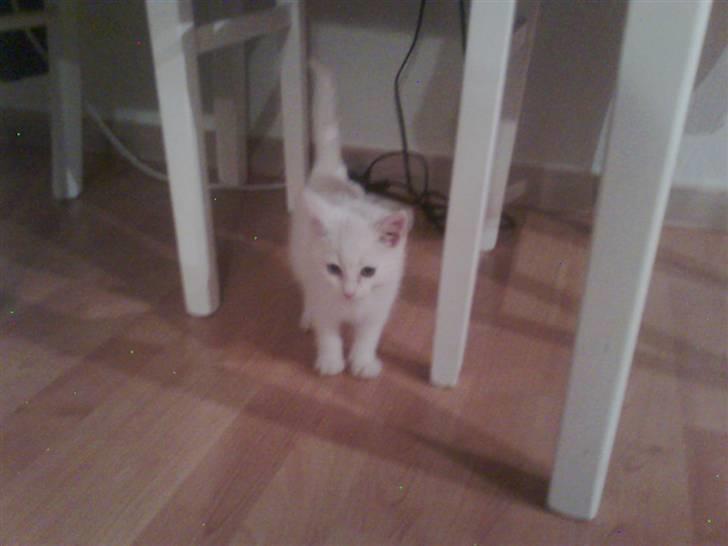 Blanding af racer Oliver - :) :) billede 5