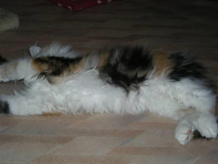 Maine Coon Twister billede 9