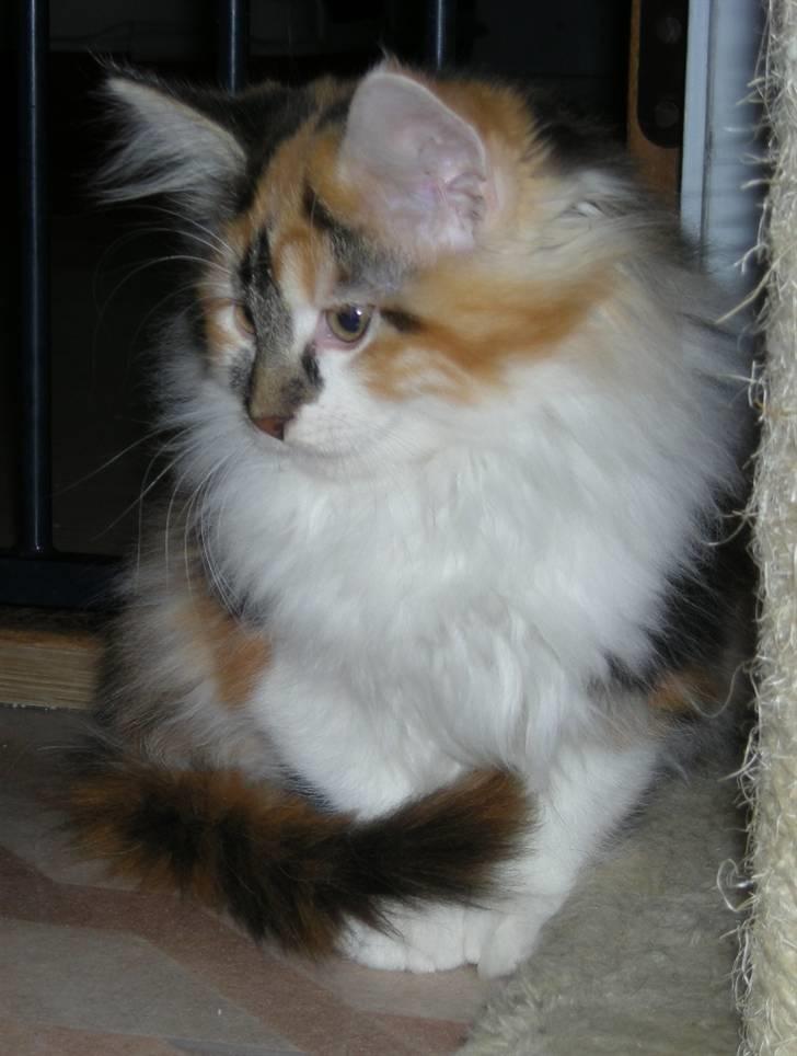 Maine Coon Twister billede 10