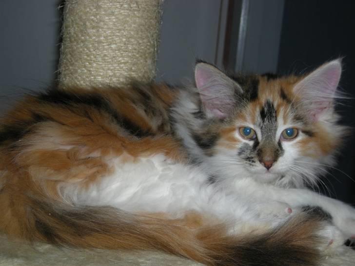 Maine Coon Twister billede 11