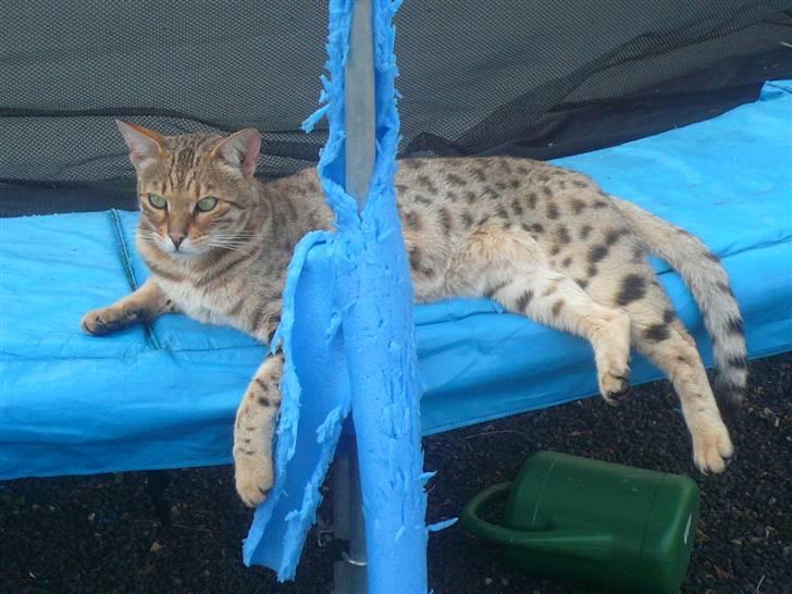 Sphynx rexsine billede 15