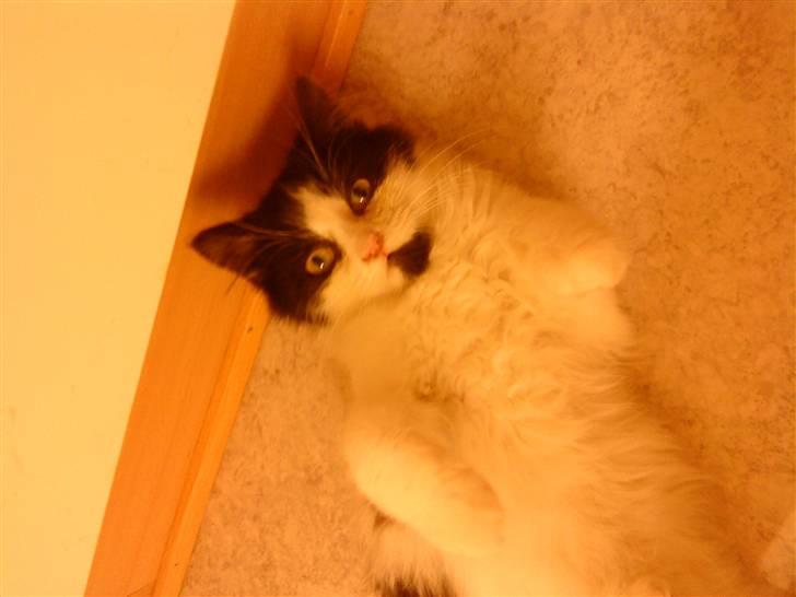 Blanding af racer Tarzan billede 2