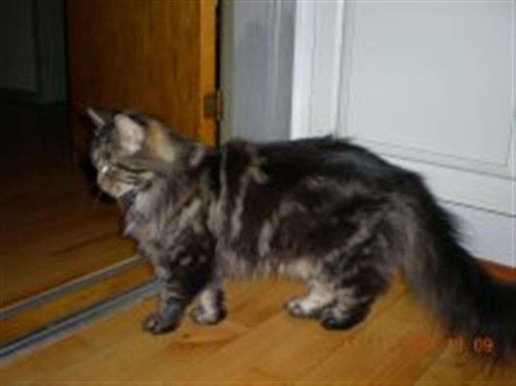 Maine Coon Tærte billede 1