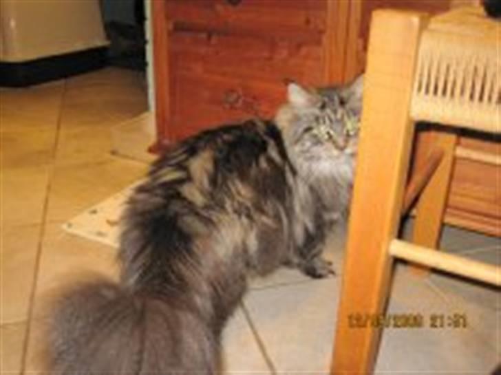 Maine Coon Tærte billede 2