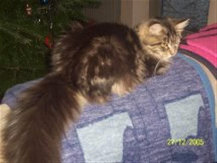 Maine Coon Tærte billede 3