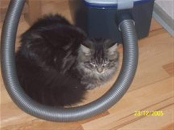 Maine Coon Tærte billede 4