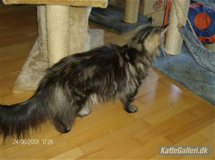 Maine Coon Tærte billede 5