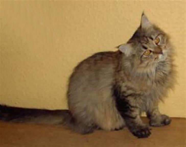 Maine Coon Alma billede 1