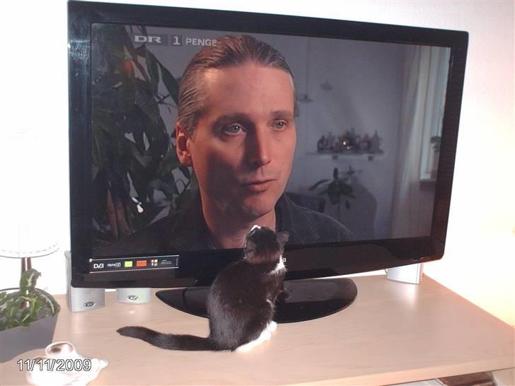 Huskat zenta billede 10