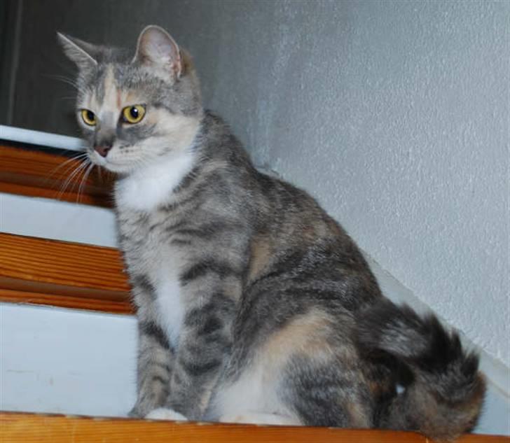 Huskat Perle billede 1