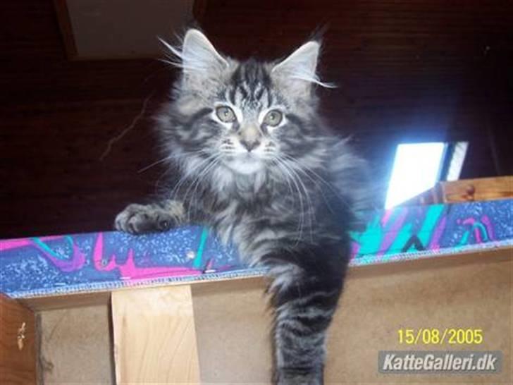 Maine Coon Tærte billede 6