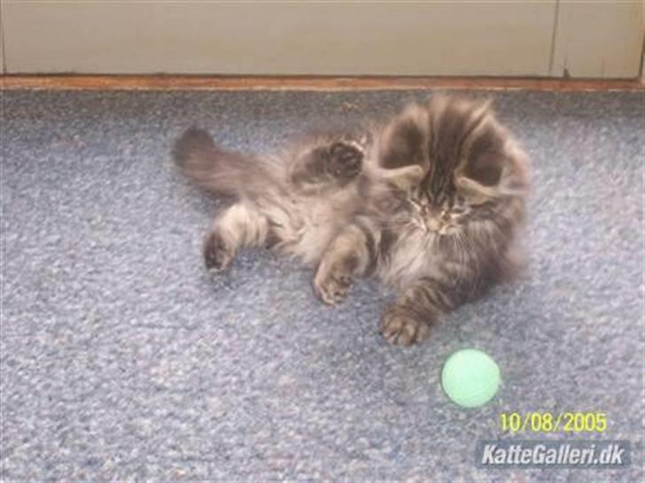 Maine Coon Tærte billede 7