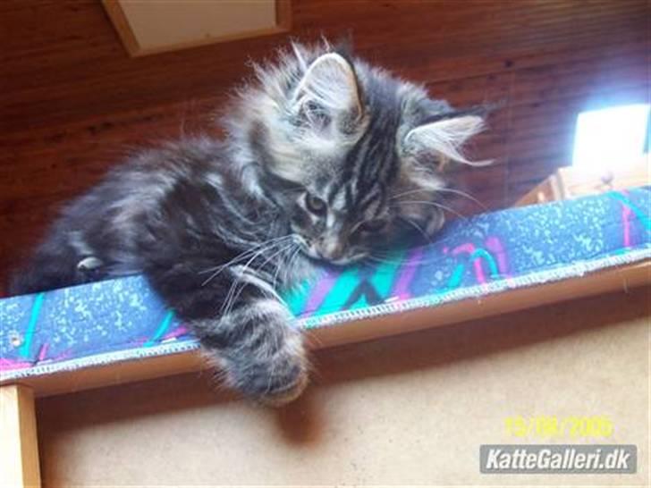 Maine Coon Tærte billede 8