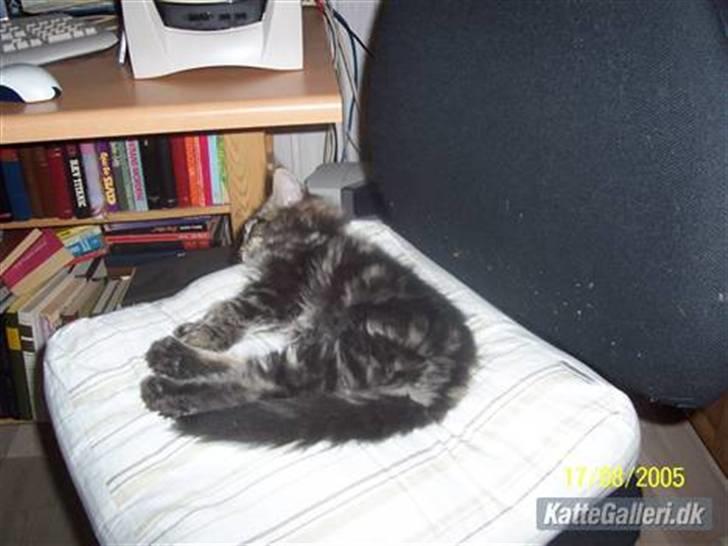 Maine Coon Tærte billede 9