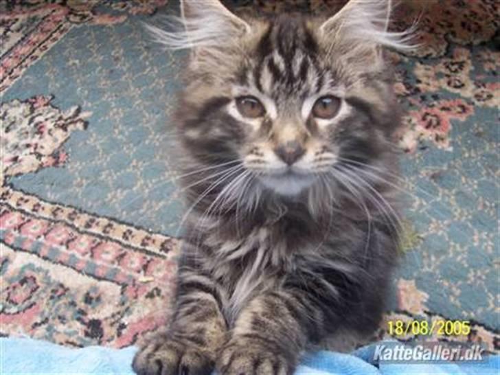 Maine Coon Tærte billede 10