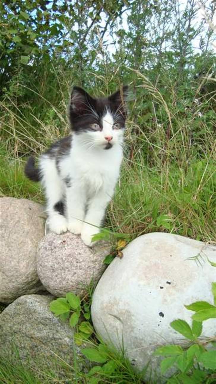 Blanding af racer Tarzan billede 3