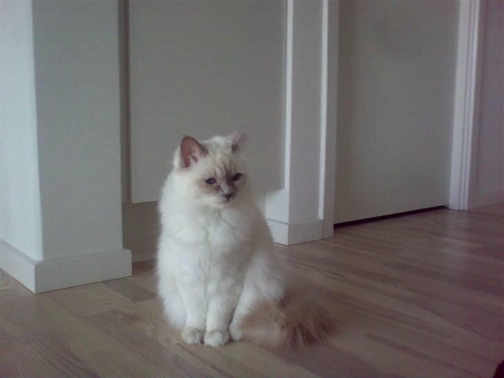 Hellig Birma Bella - Smukker mis billede 17